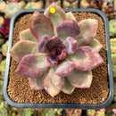 Echeveria 'Pink Tulip' 3" Succulent Plant Cutting