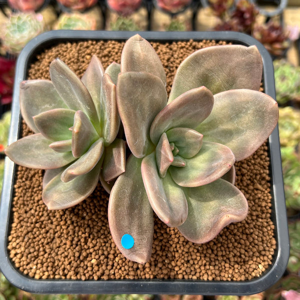 Echeveria 'Xichuensis' Hybrid 3" Succulent Plant Cutting