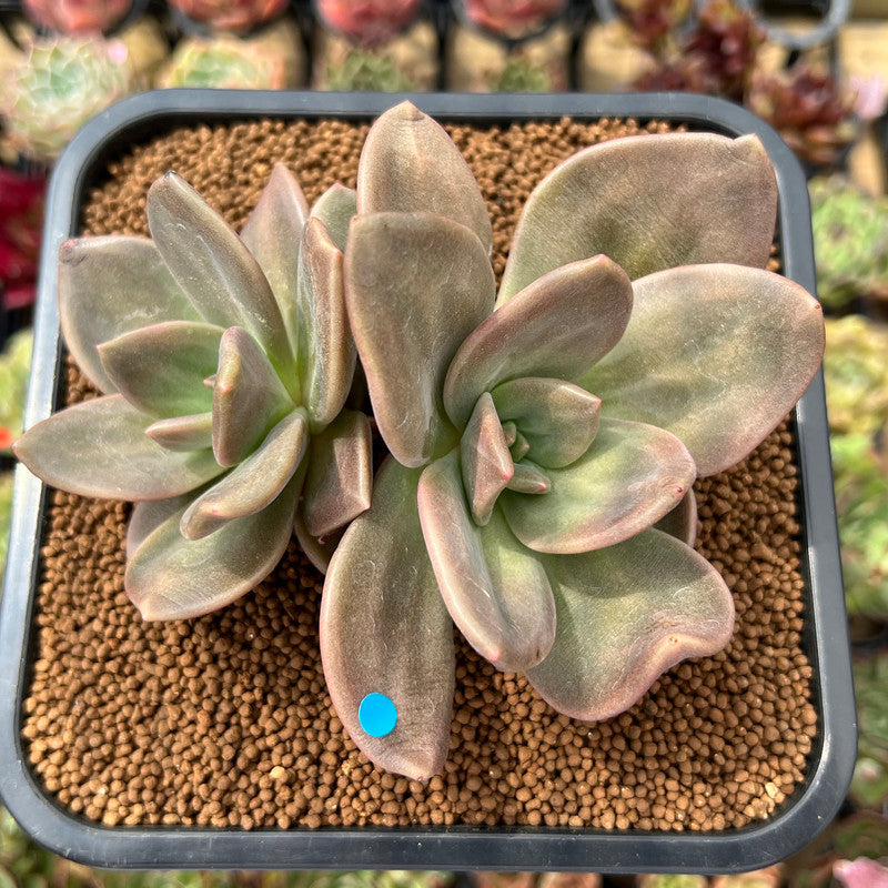 Echeveria 'Xichuensis' Hybrid 3" Succulent Plant Cutting