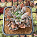 Pachyphytum 'Black Swan' 3"-4" Cluster Succulent Plant Cutting