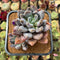 Pachyphytum 'Black Swan' 3"-4" Cluster Succulent Plant Cutting