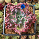 Echeveria 'Speed Bump' 3" Succulent Plant Cutting