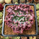 Echeveria 'Speed Bump' 3" Succulent Plant Cutting