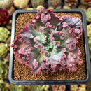 Echeveria 'Speed Bump' 3" Succulent Plant Cutting