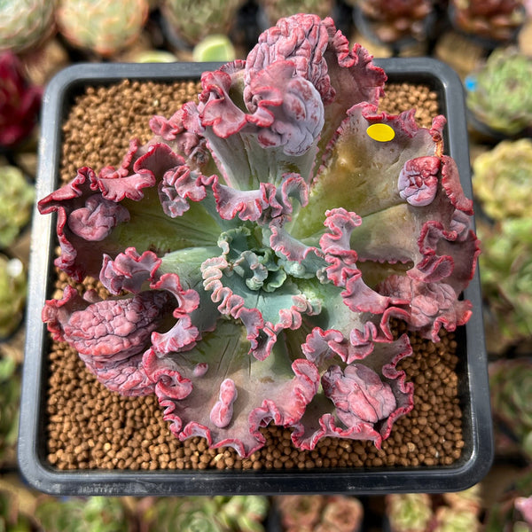 Echeveria 'Speed Bump' 3" Succulent Plant Cutting