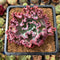 Echeveria 'Speed Bump' 3" Succulent Plant Cutting