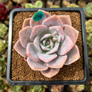 Echeveria 'Missing You' 2" Succulent Plant Cutting