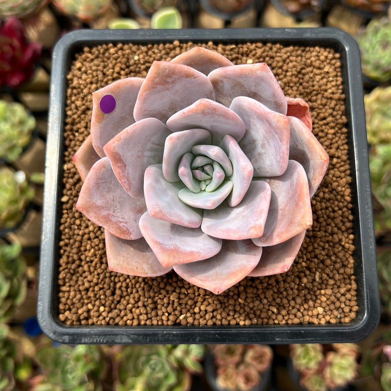 Echeveria 'Missing You' 2" Succulent Plant Cutting