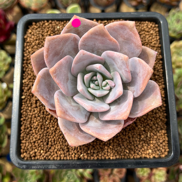 Echeveria 'Missing You' 2" Succulent Plant Cutting