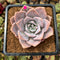 Echeveria 'Missing You' 2" Succulent Plant Cutting