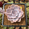 Echeveria 'Missing You' 2" Succulent Plant Cutting