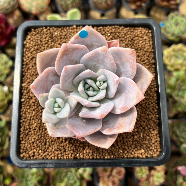 Echeveria 'Missing You' 2" Succulent Plant Cutting