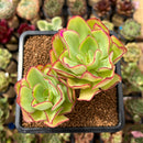 Echeveria 'Lingbo' 3" Succulent Plant Cutting