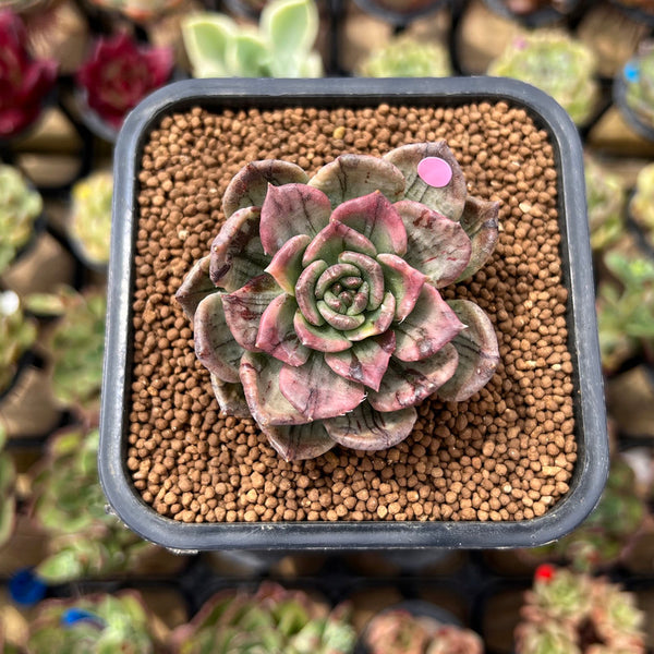 Echeveria 'Silver Prince' Variegated 1"-2" Succulent Plant Cutting