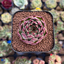 Echeveria 'Elizabeth' 2" Succulent Plant Cutting