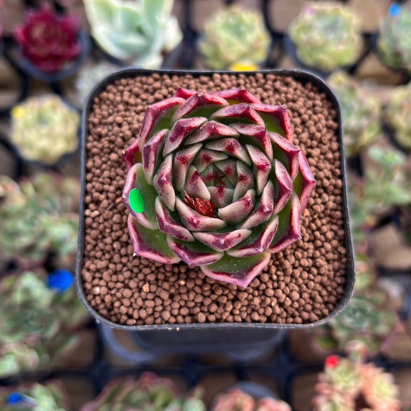 Echeveria 'Elizabeth' 2" Succulent Plant Cutting