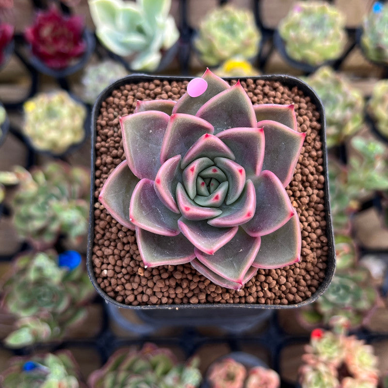 Echeveria 'Serenade' 2" Succulent Plant Cutting