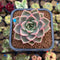 Echeveria 'Serenade' 2" Succulent Plant Cutting