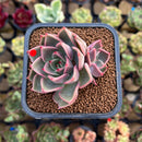 Echeveria 'Serenade' 2" Succulent Plant Cutting