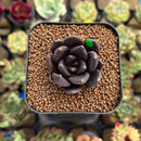 Echeveria 'Black Bird' 1" Succulent Plant Cutting