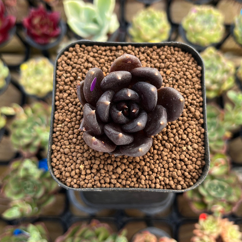 Echeveria 'Black Bird' 1" Succulent Plant Cutting