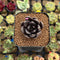 Echeveria 'Black Bird' 1" Succulent Plant Cutting