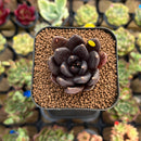 Echeveria 'Black Bird' 1" Succulent Plant Cutting