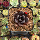 Echeveria 'Black Bird' 1" Succulent Plant Cutting