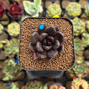 Echeveria 'Black Bird' 1" Succulent Plant Cutting