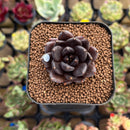 Echeveria 'Black Bird' 1" Succulent Plant Cutting