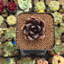 Echeveria 'Black Bird' 1" Succulent Plant Cutting