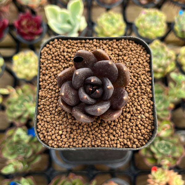 Echeveria 'Black Bird' 1" Succulent Plant Cutting