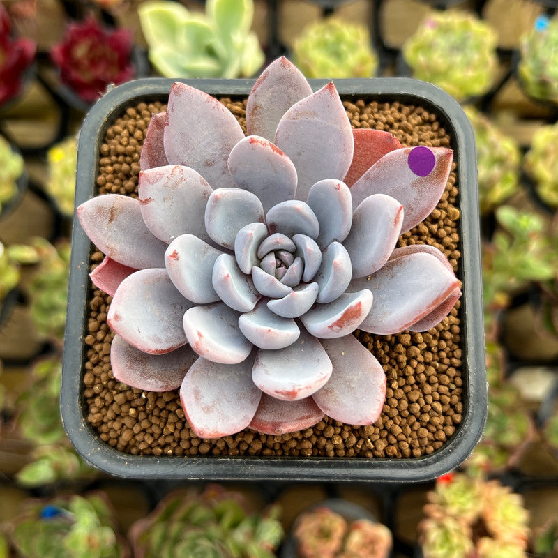 Echeveria 'Lulu' 2"-3" Succulent Plant Cutting