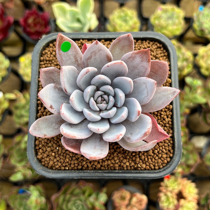 Echeveria 'Lulu' 2"-3" Succulent Plant Cutting