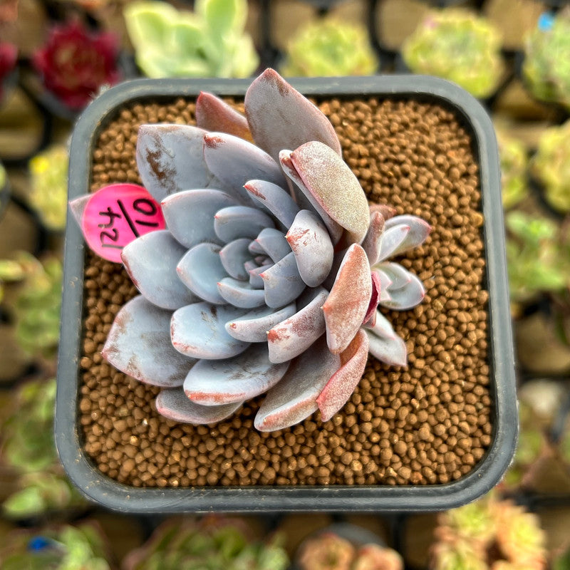 Echeveria 'Lulu' 2"-3" Succulent Plant Cutting