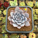 Echeveria 'Lulu' 2"-3" Succulent Plant Cutting