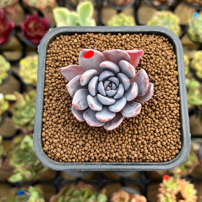 Echeveria 'Lulu' 2"-3" Succulent Plant Cutting