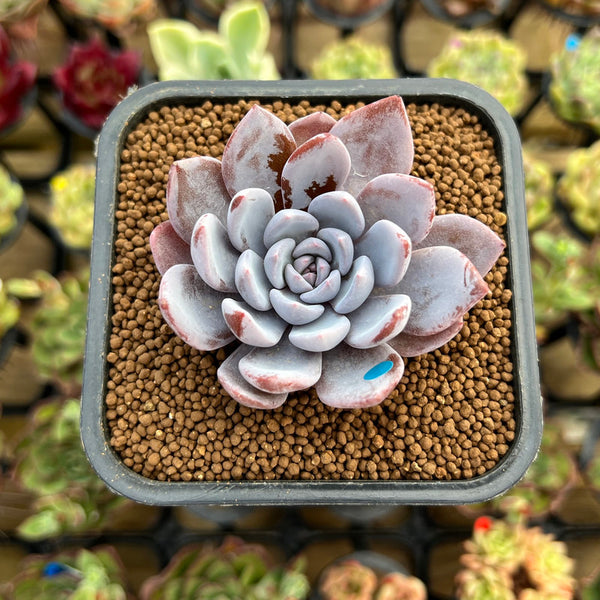 Echeveria 'Lulu' 2"-3" Succulent Plant Cutting