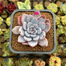 Echeveria 'Lulu' 2"-3" Succulent Plant Cutting