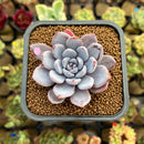 Echeveria 'Lulu' 2"-3" Succulent Plant Cutting