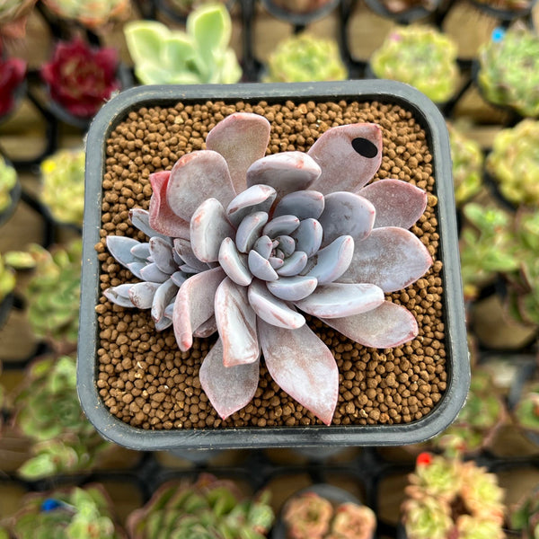 Echeveria 'Lulu' 2"-3" Succulent Plant Cutting