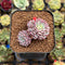 Echeveria 'Minima' 1" Succulent Plant Cutting