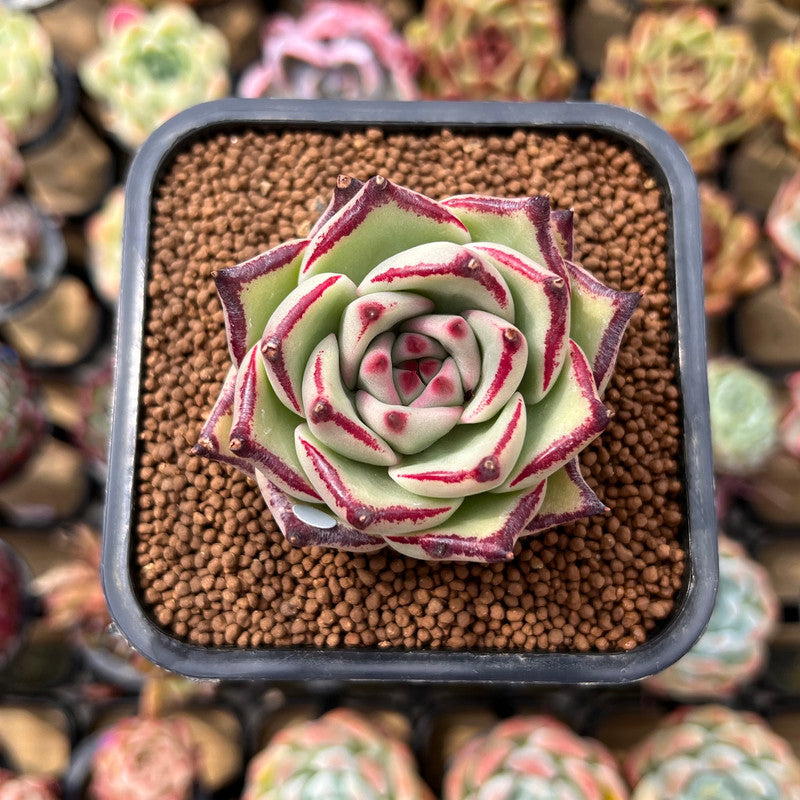 Echeveria Agavoides 'Haiku' 2" Succulent Plant Cutting