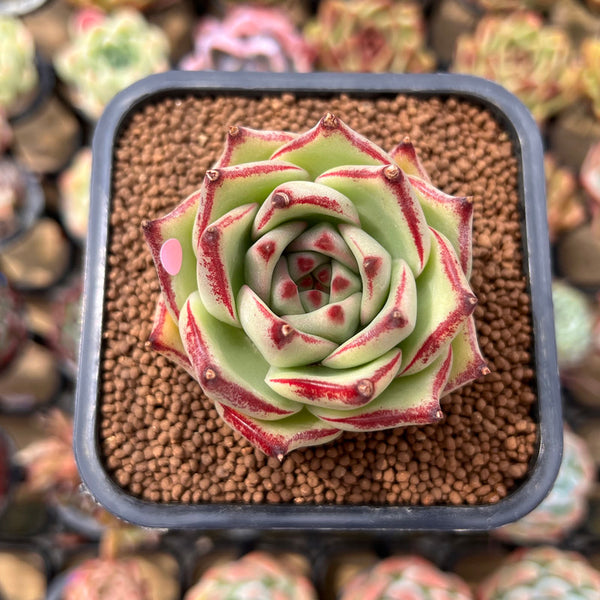 Echeveria Agavoides 'Haiku' 2" Succulent Plant Cutting