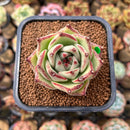 Echeveria Agavoides 'Haiku' 2" Succulent Plant Cutting