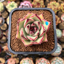 Echeveria Agavoides 'Haiku' 2" Succulent Plant Cutting