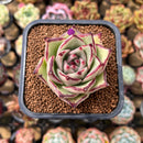 Echeveria Agavoides 'Haiku' 2" Succulent Plant Cutting