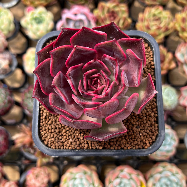 Echeveria 'Pink Bunny' 2" Succulent Plant Cutting