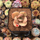 Echeveria 'Red Lips' (Xichuensis Hybrid) 1"-2" Succulent Plant Cutting