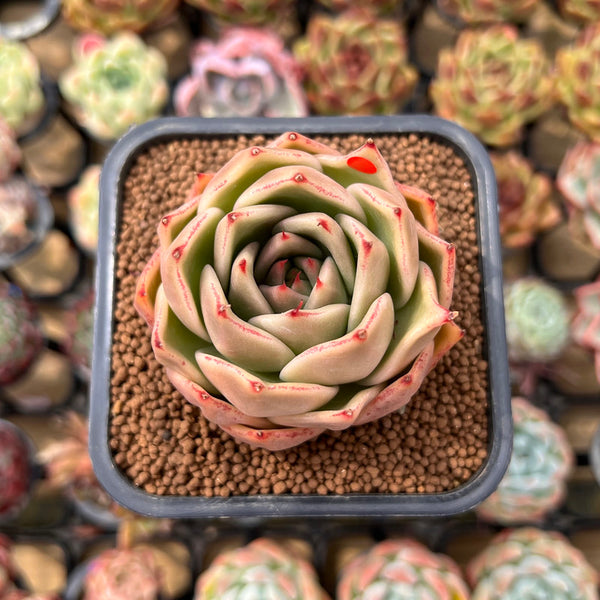 Echeveria 'Jade Star' 2" Succulent Plant Cutting